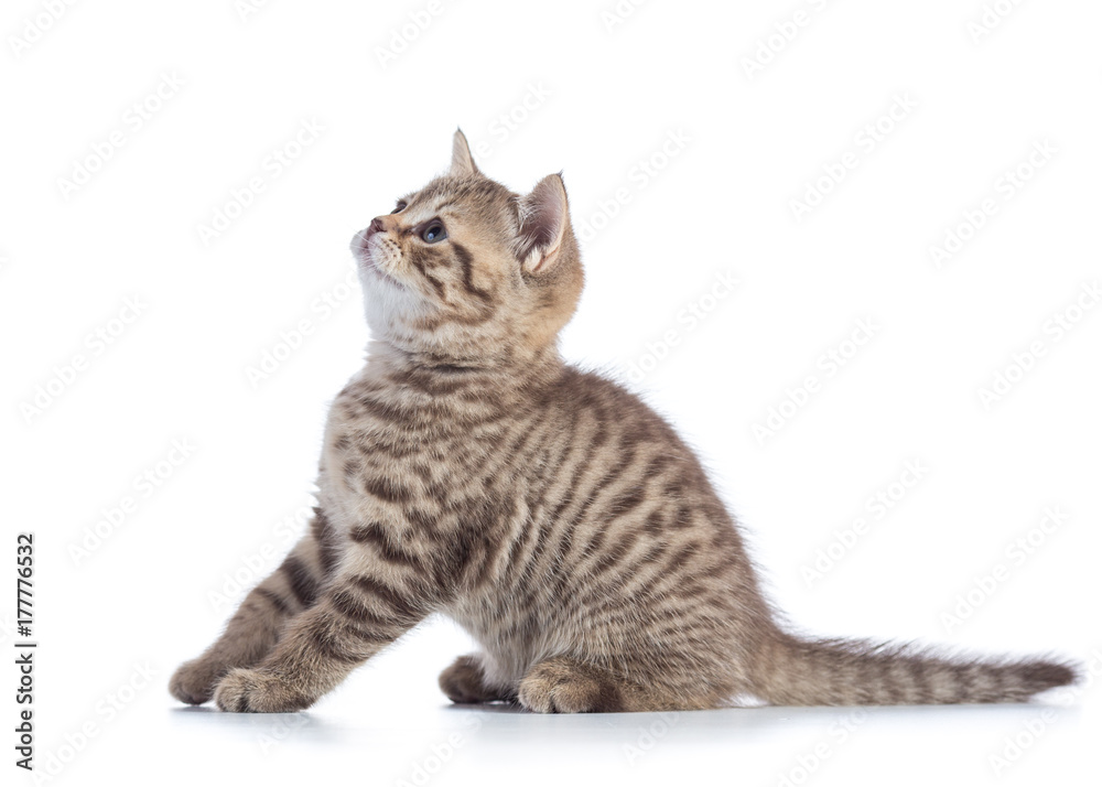 Beautiful cat isolated on white background Beautiful cat isolated on white background