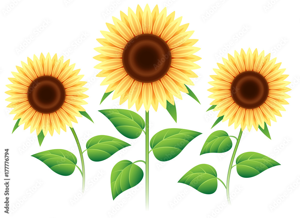 Sunflower set isolated on white background. Vector cartoon sunflowers  plants for summer invitation Stock Vector | Adobe Stock