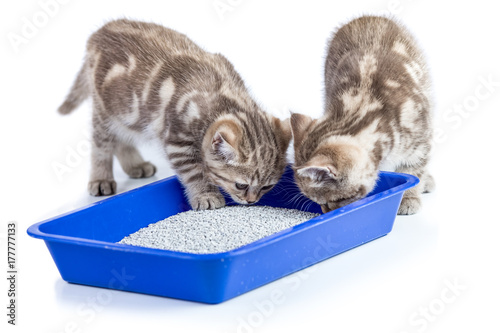 two cat kittens in toilet tray box with litter isolated