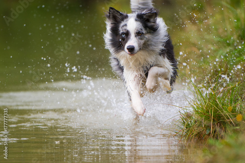 Hund im Wasser photo