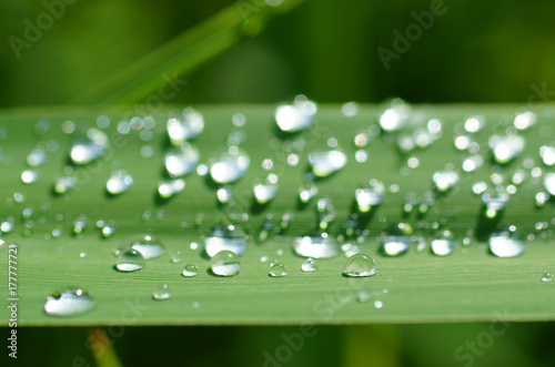 An image of water drops on green gras