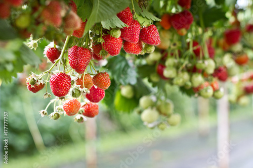Strawberry in the farm ready to pick. Strawberry