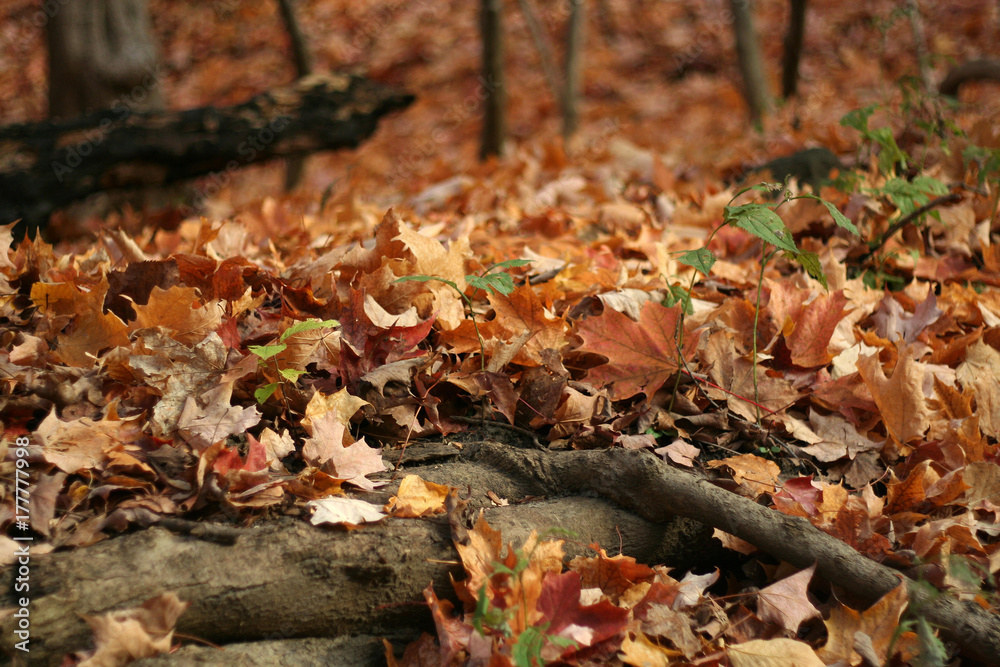 Obraz premium automne