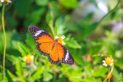 Monarch butterfly feeding on a fall mum. © kowibhas