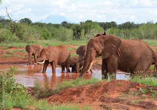   l  phants et   l  phanteaux rouges  buvant dans une rivi  re du Parc de Tsavo Est  Kenya