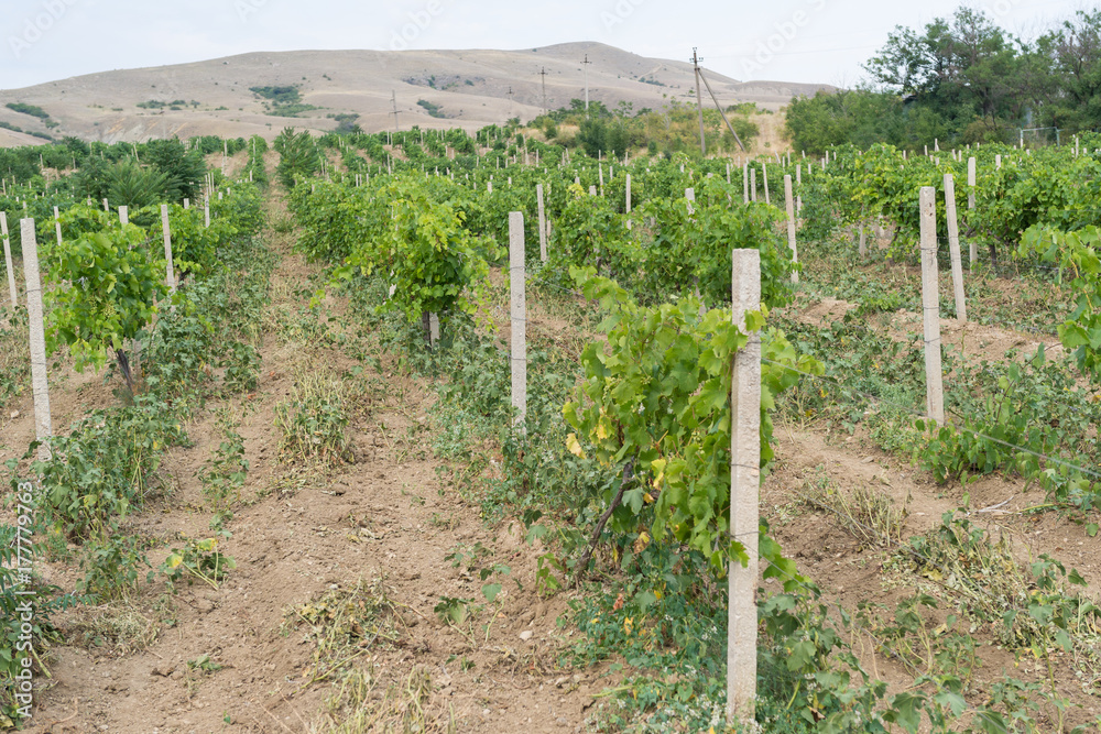 Field of the vineyard