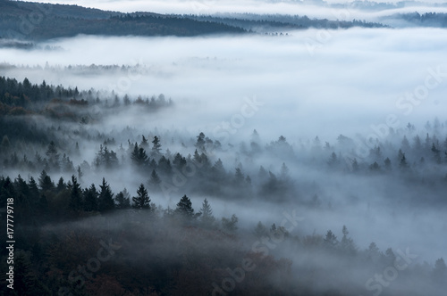 Misty forest © Franta Krivan