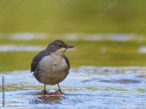 cincle plongeur photo
