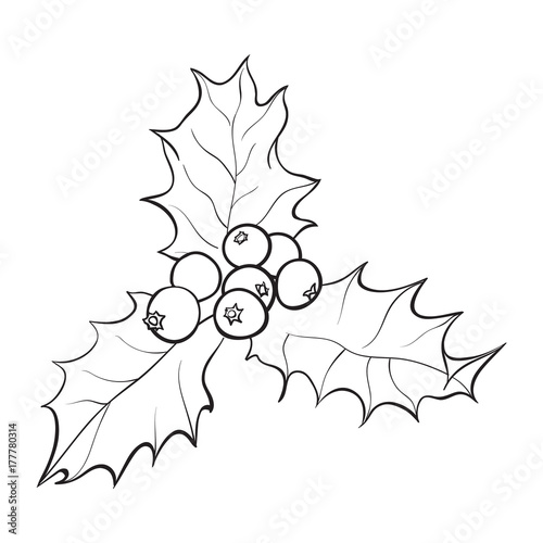 Mistletoe black and white branch with leaves and berries, holly berry Christmas decoration element, sketch vector illustration on white background.
