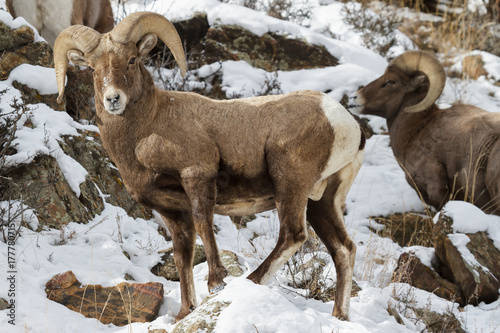 Colorado Rocky Mountain Bighorn Sheep