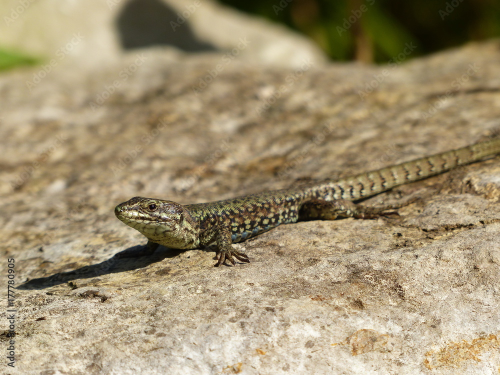 lezard des murailles 4 lezard des murailles 4