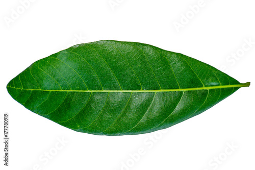  Longan leaves are separated on a white background.