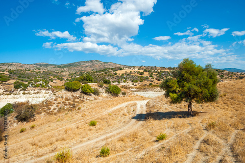 Mountain landscape with a tree