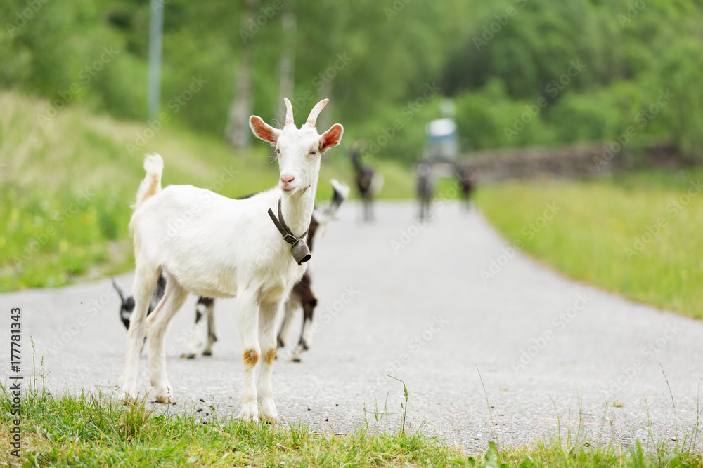 Obraz premium Goats pasture, free in the meadow