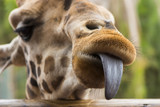 Leg mich, Zunge, Giraffe