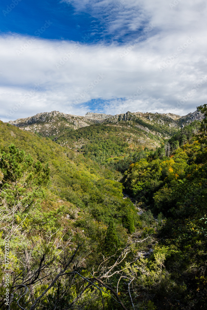Obraz premium River in the forest