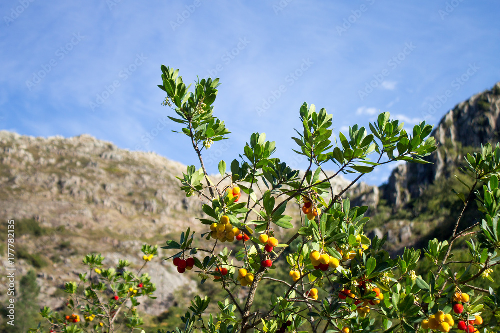 Arbutus with berries