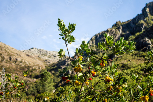 Arbutus with fruits