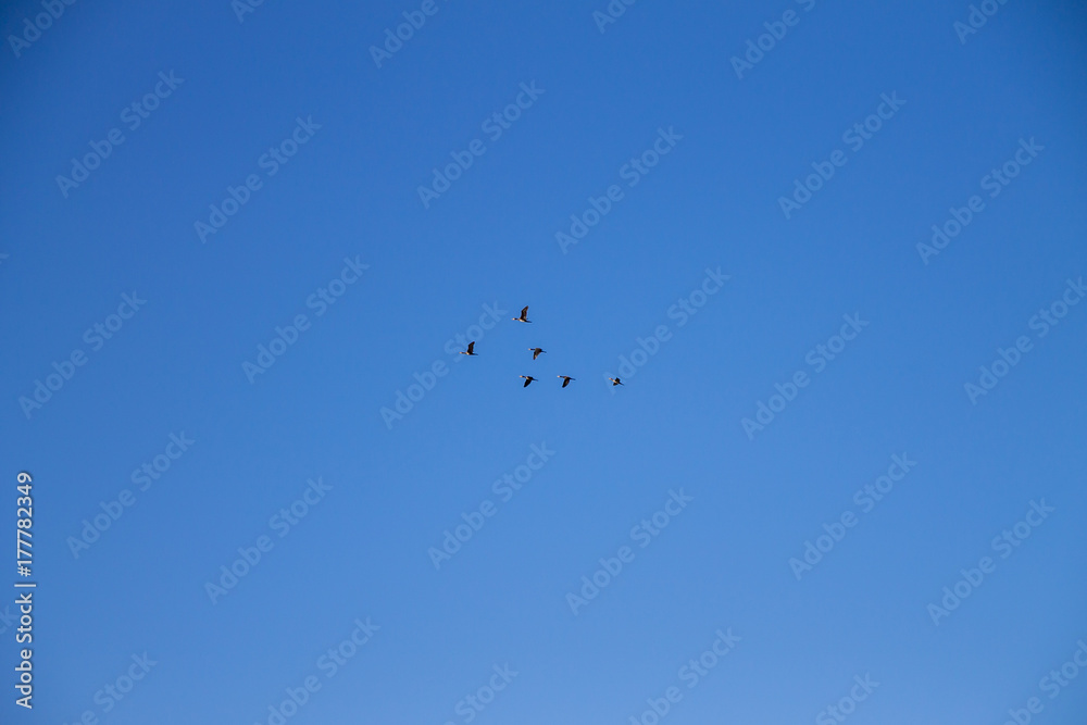 Obraz premium Ducks traveling