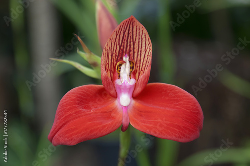 Fototapeta Naklejka Na Ścianę i Meble -  Orchidee, wilde rote Disa, Disa Uniflora, Südafrika, wächst auf dem Tafelberg, Kapstadt, 