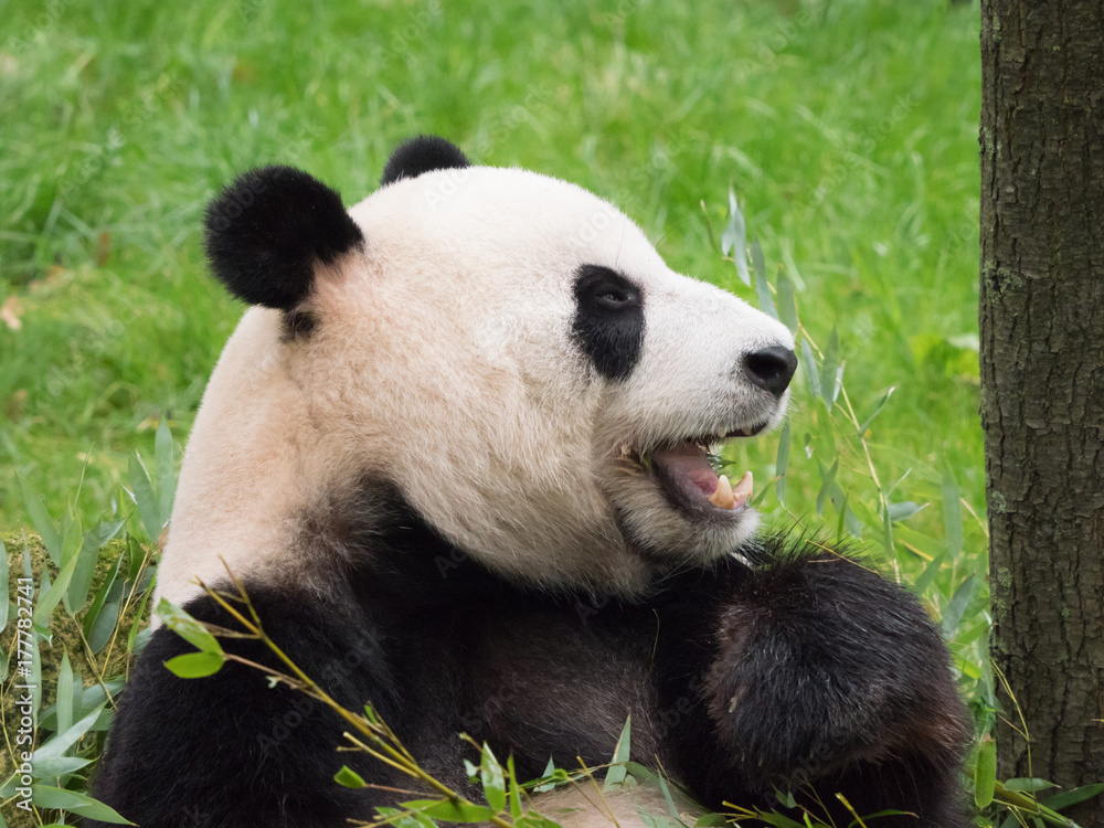 Giant panda bear eating Giant panda bear eating