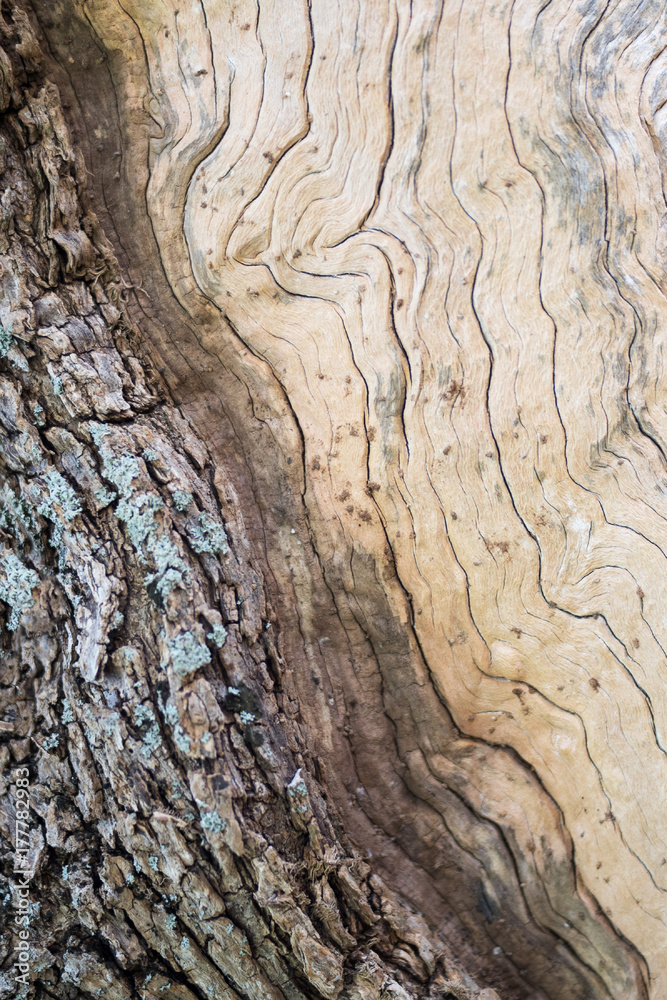 Olive tree trunk Olive tree trunk