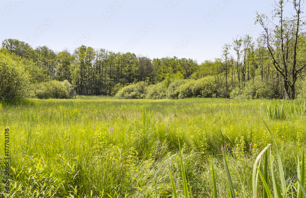 Fototapeta premium sunny wetland scenery