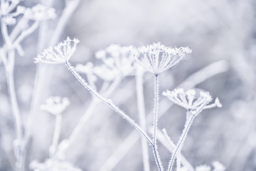 delicate weightless inflorescences covered with snow-white frost. Very soft selective focus. Delicate flowers are frosty in the early morning. Beautiful winter morning in the fresh air.

