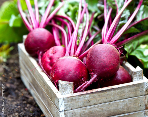Fresh organic beetroot. Beetroot