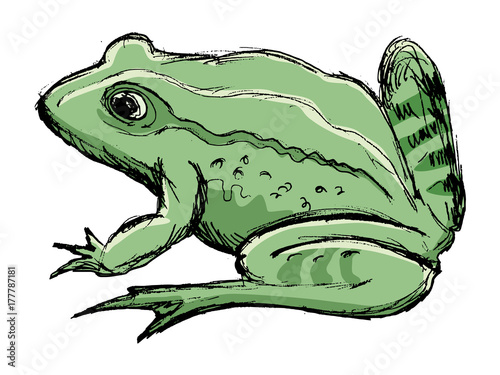 toad, amphibian animal