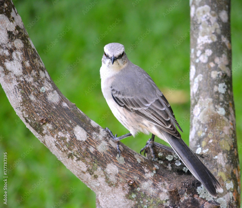 Naklejka premium Mockingbird