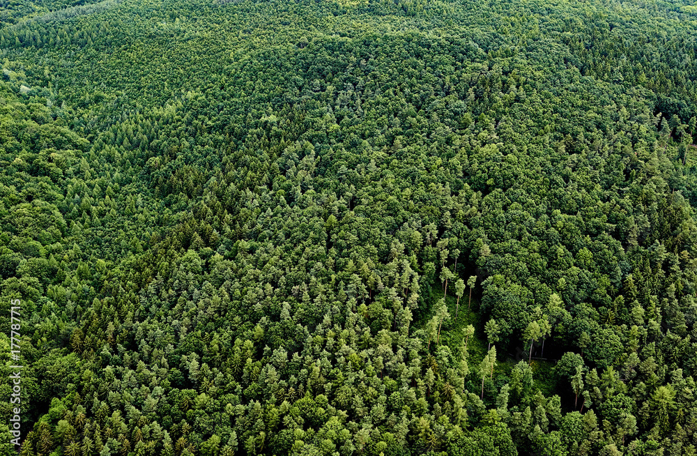 Aerial View of mixed Forest, Europe Aerial View of mixed Forest, Europe