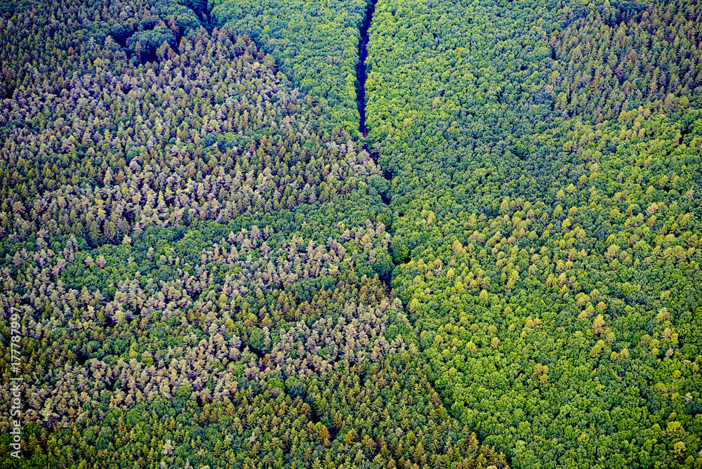 Aerial View of mixed Forest, Europe