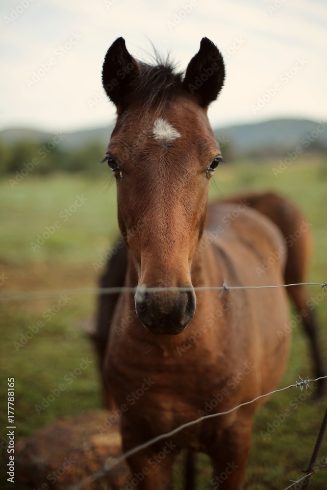 Fototapeta premium Beatiful creature