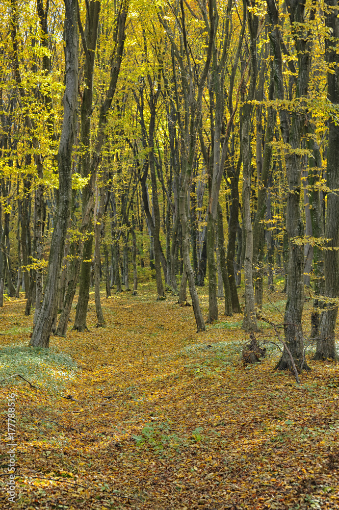 The road in the beautiful autumn forest