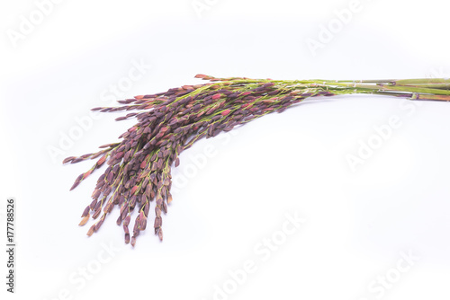 Black rice paddy seeds on white background photo