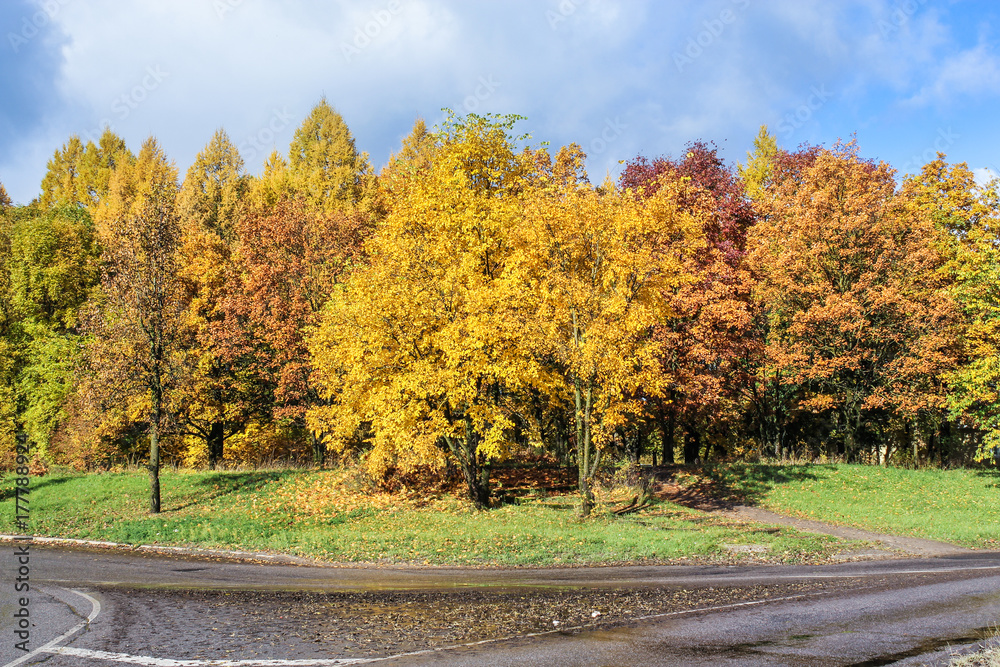 Autumn forest by the road.