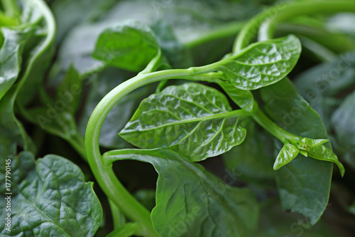 Fresh Malabar spinach leaves closeup