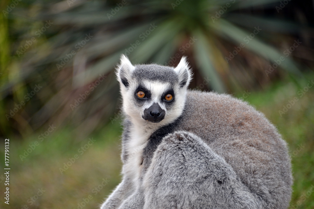 Fototapeta premium lemure in primo piano lemuri in primo piano, parte di una serie
