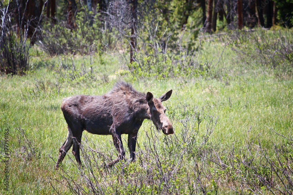 Moose in Colorado Moose in Colorado