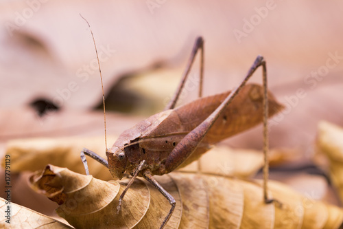 Holochlora biloba, Brown long horned grasshopper on leaf photo