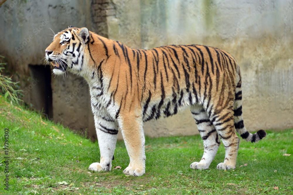 una tigre in primo piano una tigre in varie pose in piedi e seduta in mezzo ad un prato, parte di una serie. una tigre in primo piano una tigre in varie pose in piedi e seduta in mezzo ad un prato, parte di una serie.