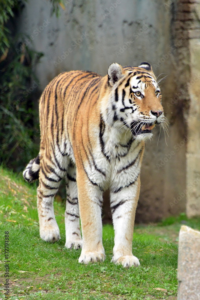una tigre in primo piano una tigre in varie pose in piedi e seduta in mezzo ad un prato, parte di una serie. una tigre in primo piano una tigre in varie pose in piedi e seduta in mezzo ad un prato, parte di una serie.