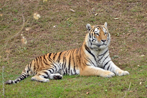 una tigre in primo piano una tigre in varie pose in piedi e seduta in mezzo ad un prato, parte di una serie.
