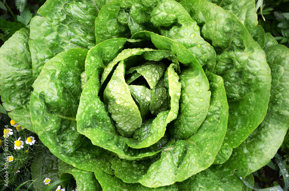 Obraz premium A fresh Lettuce with water droplets in garden