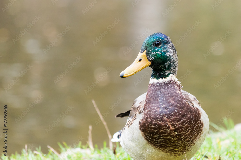 Obraz premium Beautiful duck (male) sitting on shoreline of a pond