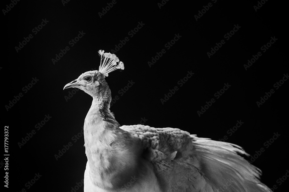 Fototapeta premium White peacock