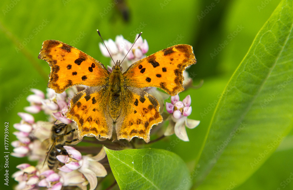 Polygonia c-album Polygonia c-album