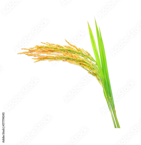 ear of paddy, ears of Thai jasmine rice isolated on white background