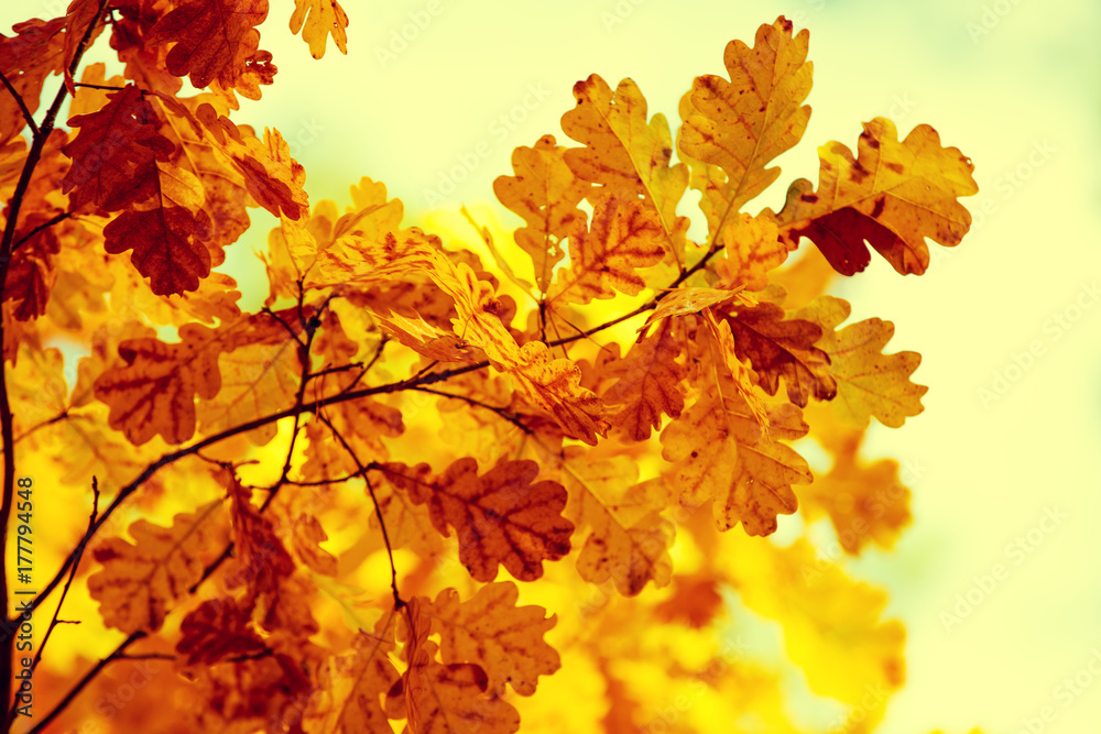 Oak branch with orange leaves in the forest in autumn Oak branch with orange leaves in the forest in autumn